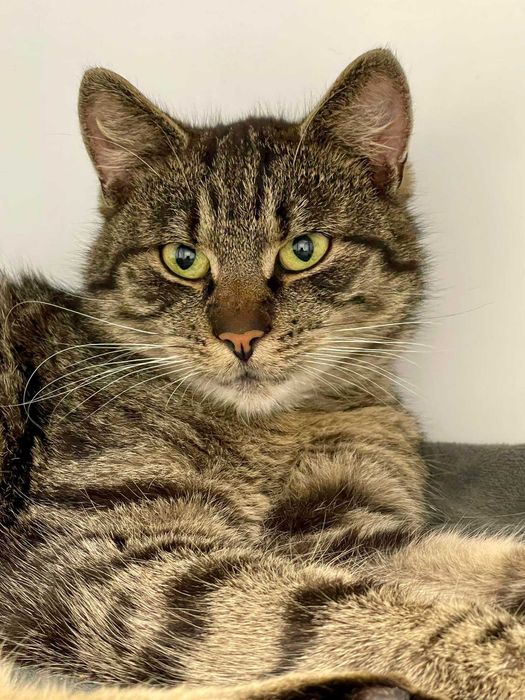 Kłobuck / Przechodnia znaleziono kocurka. Szukamy właściciela!