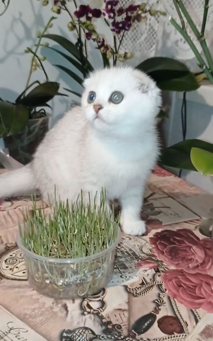 Шотландська дівчинка фолд шиншила срібло