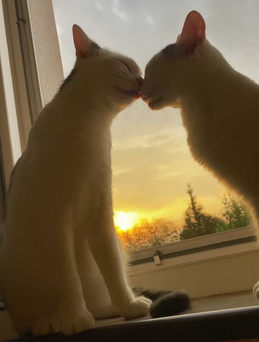 Poznań i okolice - kocurek Przecinek szuka domu