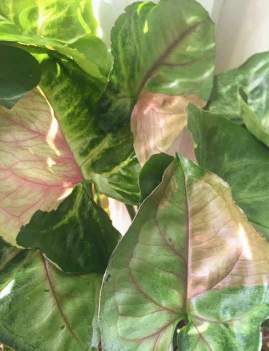 Сингоніум повний розпродаж , Т-24 ,Red spot ,Little star та ін