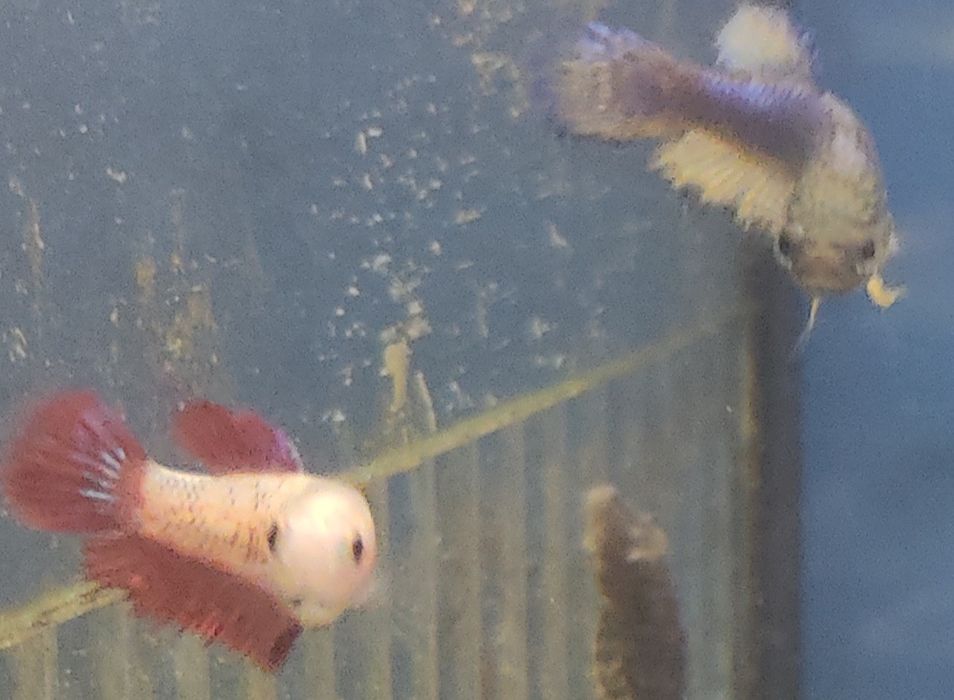 Bettas Fêmeas Lindas