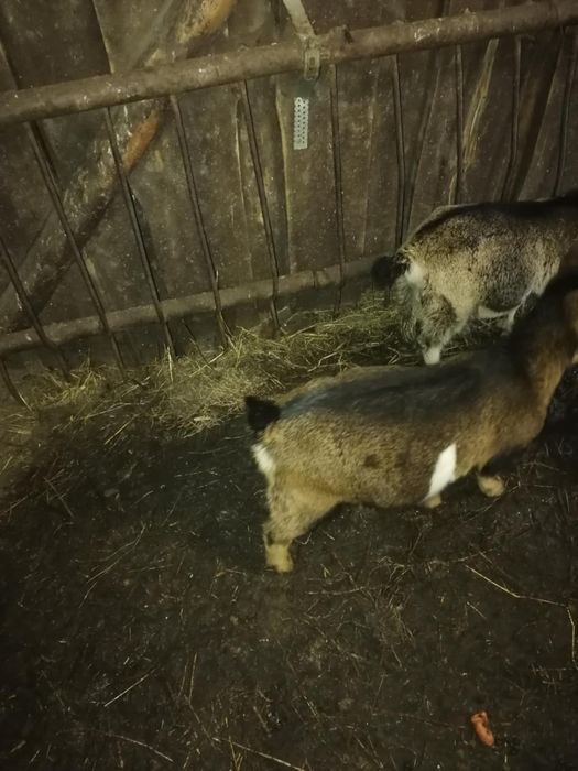 Koziołki miniaturki