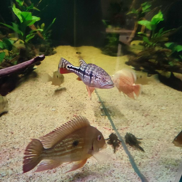 Ziemiojad Winemilleri Geophagus ok. 20cm