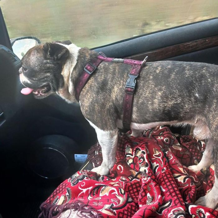 Шукаємо надійних господарів!