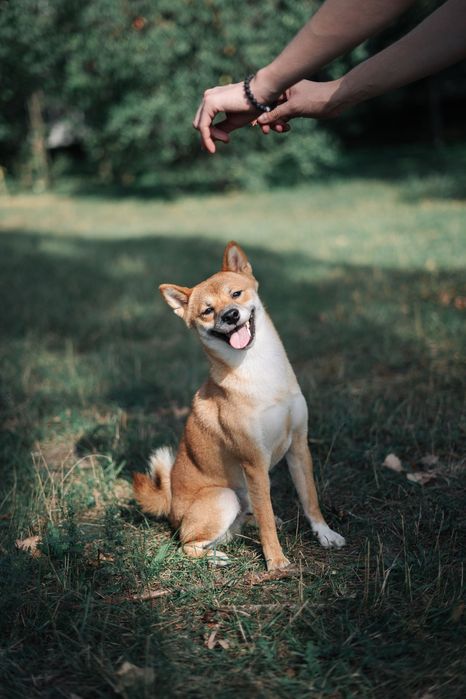 Вʼязка шиба іну.