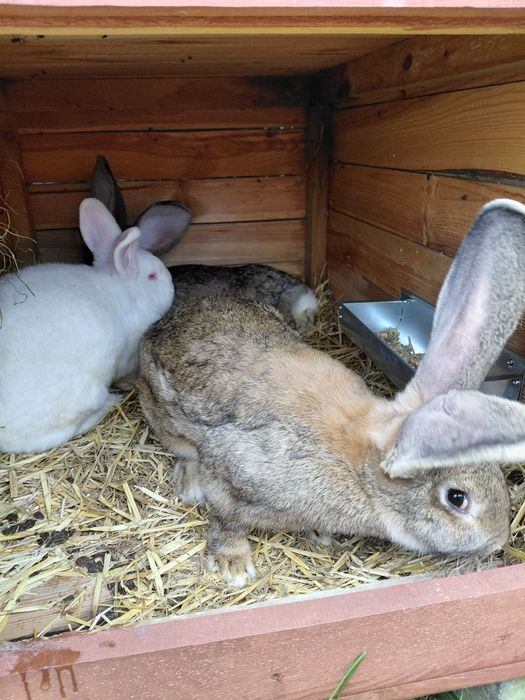 Sprzedam króliki-Olbrzym Belgijski, Baran Francuski, Nowozelandzki