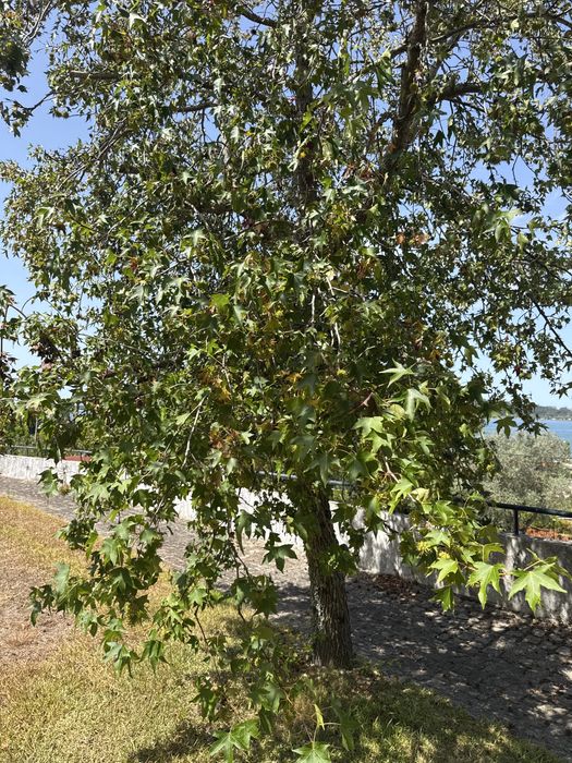 3 Liquidâmbares adultos para transplante – Seixas (Caminha)