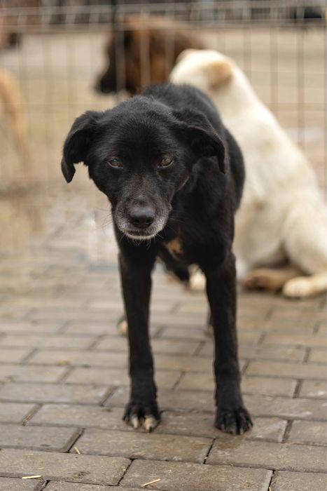 Czarna sunia Ema szuka domu