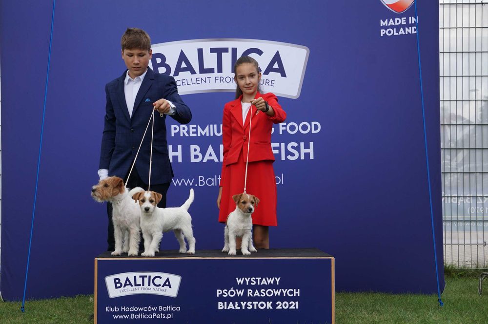 Jack Russell Terrier ZKwP FCI szczeniaczki po Ch.PL