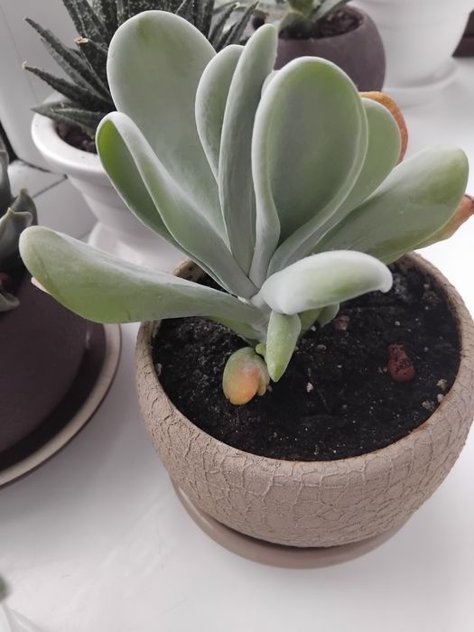 Сукуленти, ехеверія