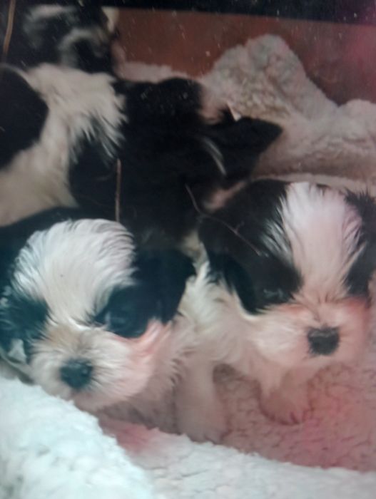 Suczka Rasy Shih-Tzu  śliczna