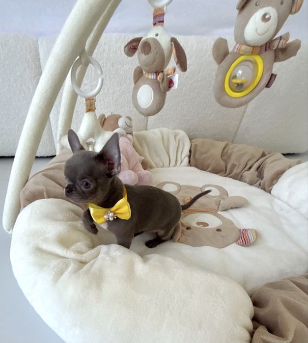Chihuahua piękna liliowa suczka zarezerwowana