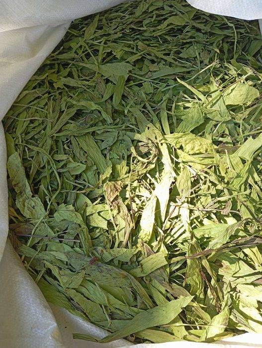 nasiona babka lancetowata 2025