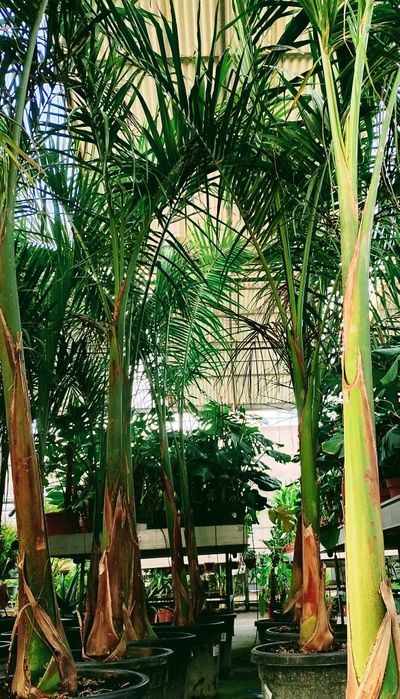 Palmeiras imperiais cubanas ou Roystonea regia