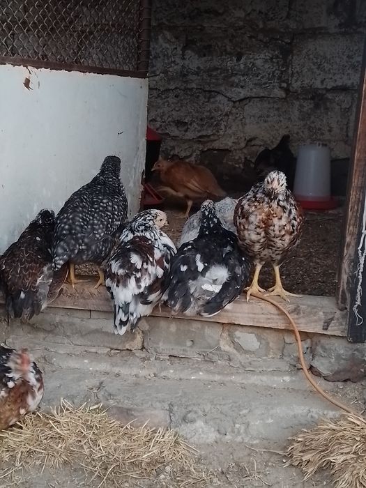 Sprzedam  dwuipółmiesięczne kogutki kur Zagrodowych !!!