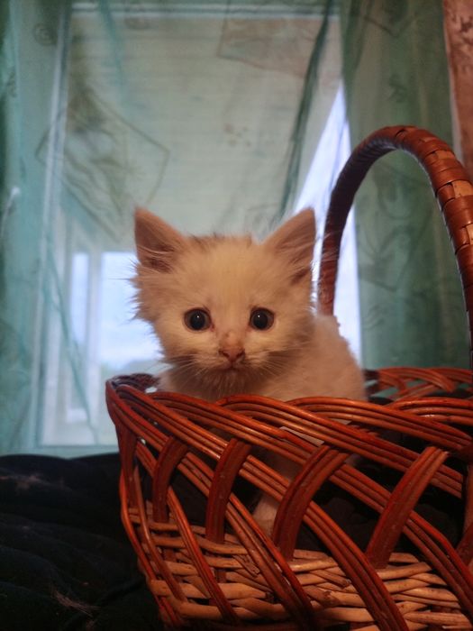 Віддам кошенят у добрі руки