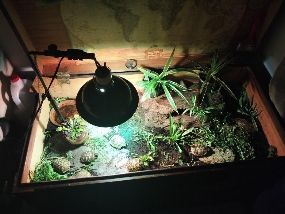 Terrário  de madeira