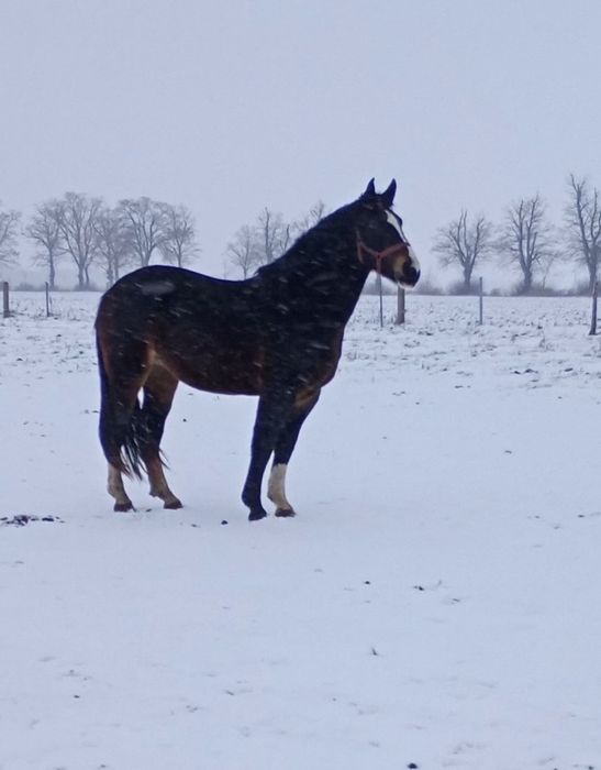 Klacz ślaska dopłatowa
