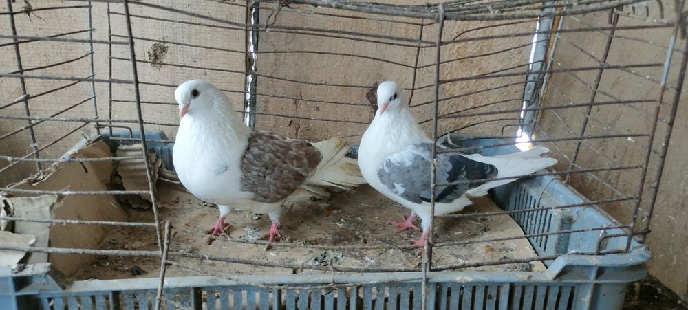 Sprzedam gołębie ozdobne