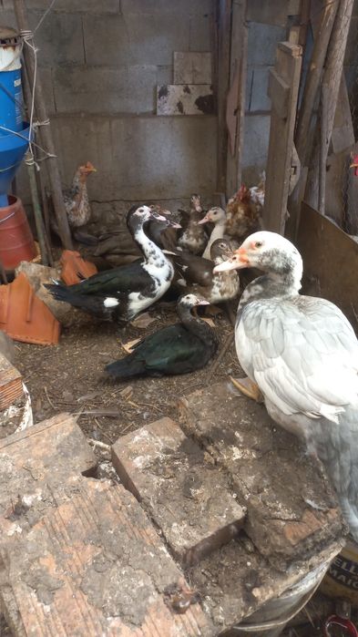 Vendem se patos mudos várias idades