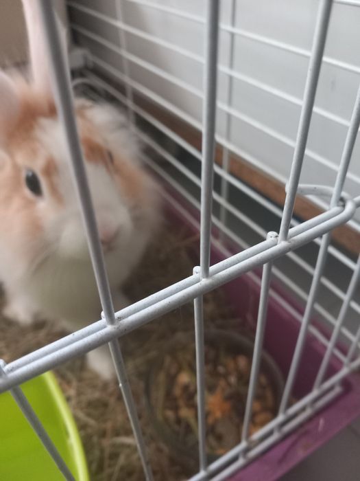 Vendo coelhinha ana com 3 para 4 meses com gaiola