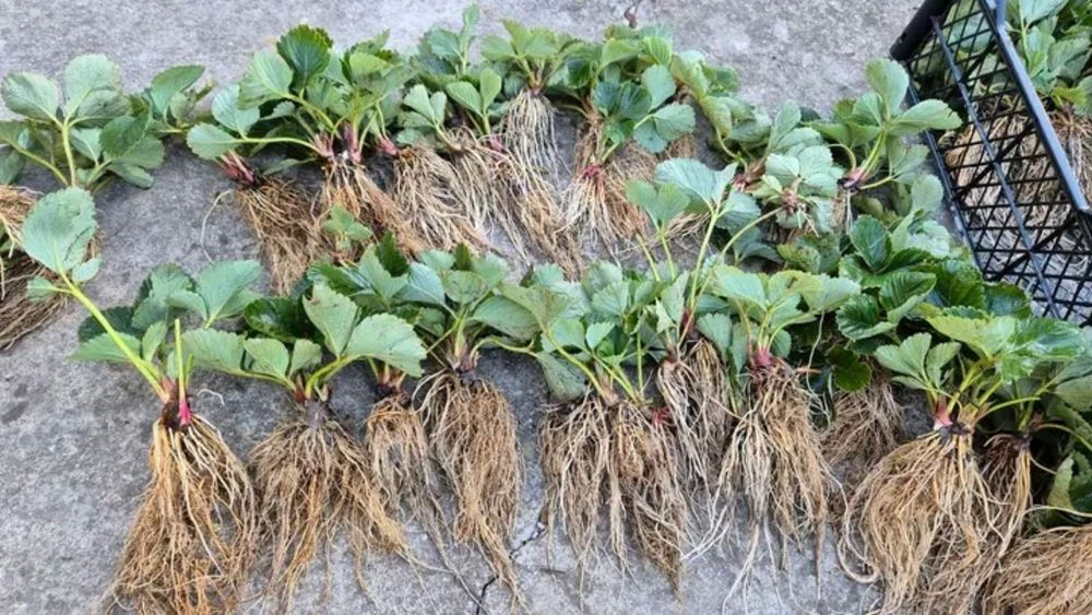 Саджанці багатоврожайної полуниці,копанка,касета