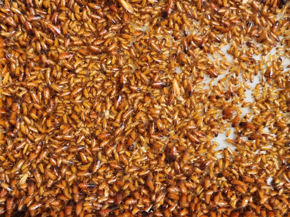 1000 sztuk 0,5-1,5 cm karaczanów tureckich