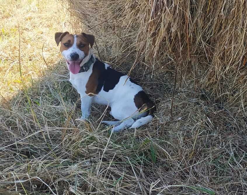 Jack Russell Terrier śliczna suczka biało- brązowa hodowla KAMA 1