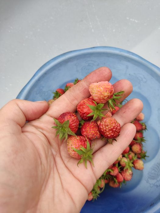 Суниця крупна,ароматна,смачна!!!