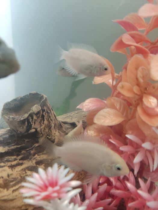 Цихлазома чернополосая, цихлида, и сомята