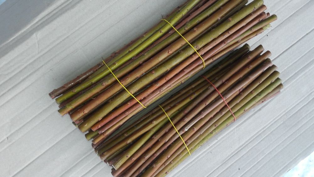 Черенки ивы  верби Прутовидна, Трьохтичинкова, Американка гіганська, п