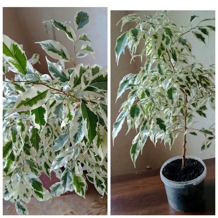 Фікус Бенджамина Твілайт