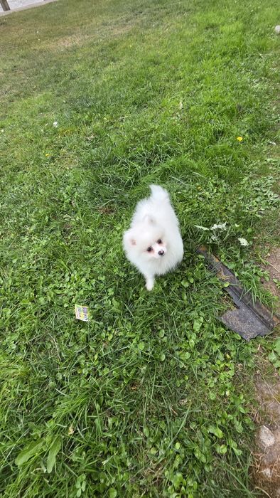 Spitz alemão branca fêmea