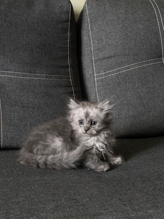 Продам Шотландських висловухих та прямовухих котиків