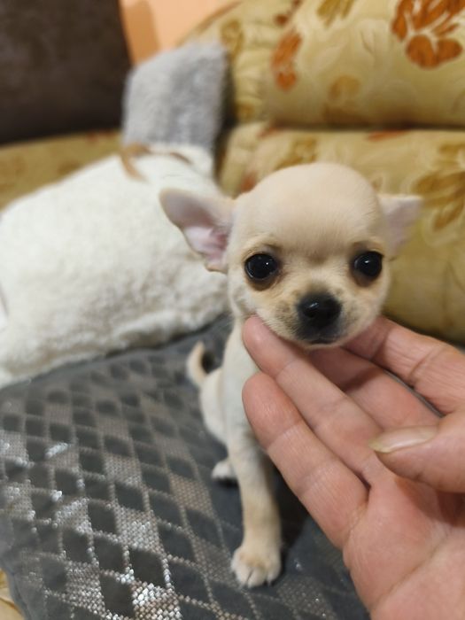 Piękna mała chihuahua