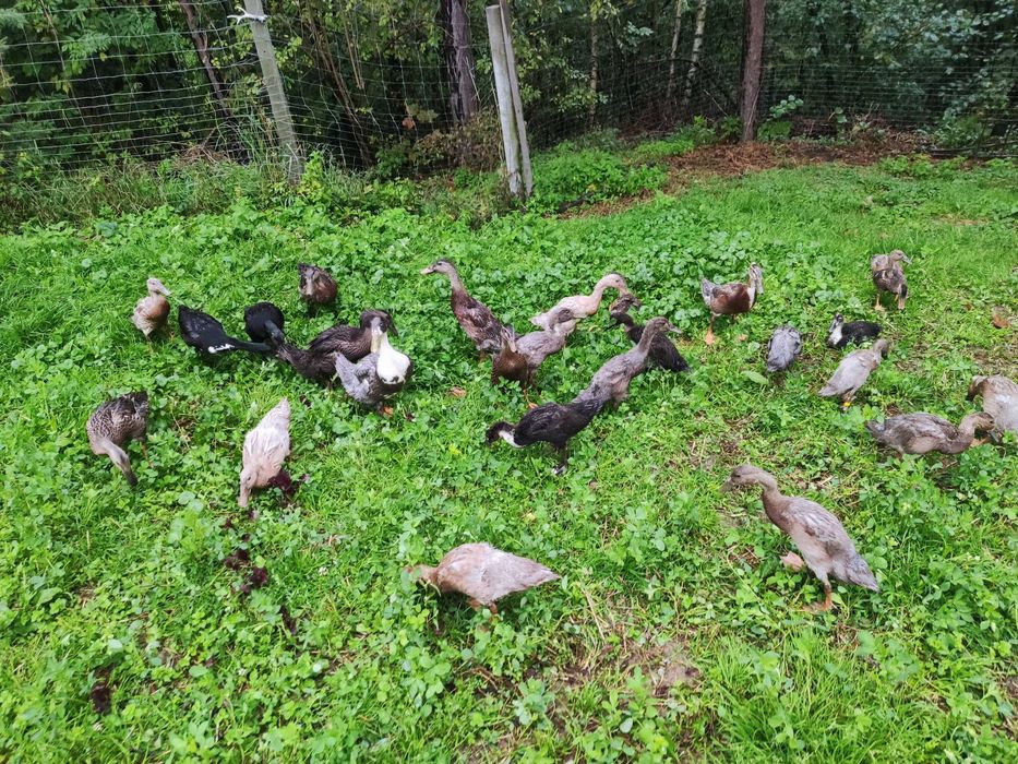 Sprzedam kaczora biegusa ,kaczka biegus różne barwy ptaków