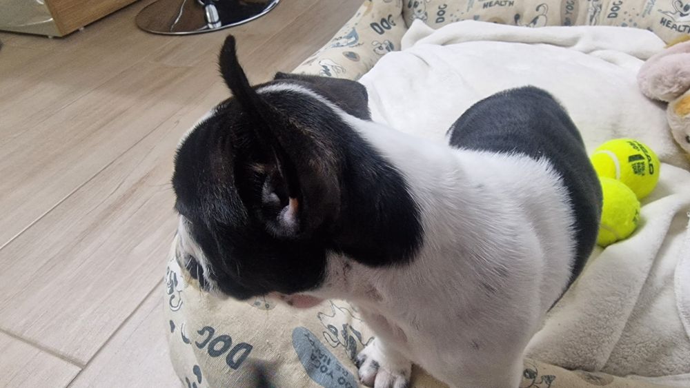 Bulldog francês puro