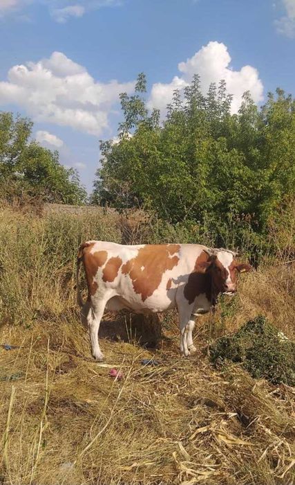 Продається корова
