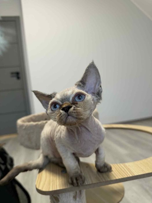 Piękny kocurek DEVON REX Fpl Drx