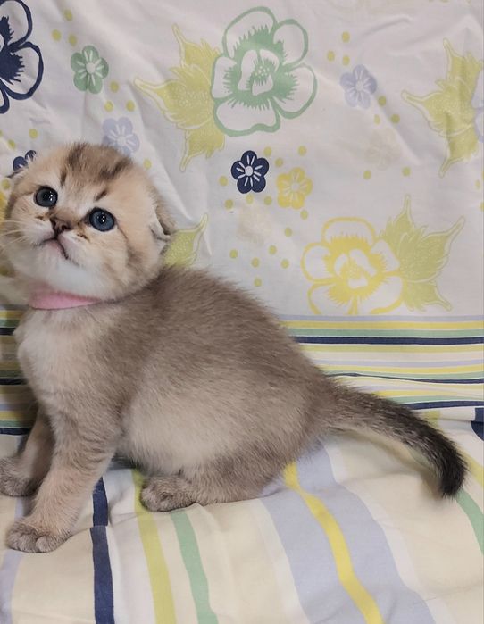 Дівчинка Золота Шиншила