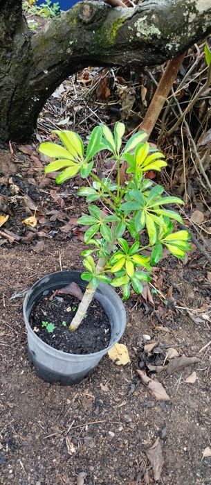 Vende-se plantas aromáticas, flores, árvores de fruto e ornamentais