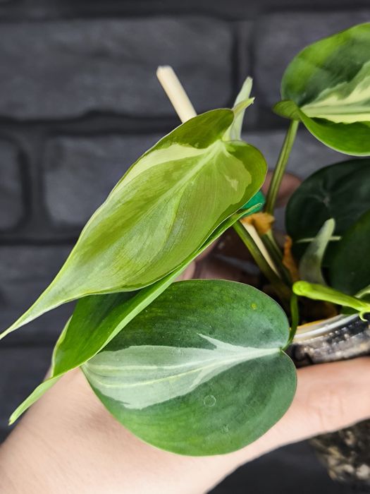 Philodendron Rio #4