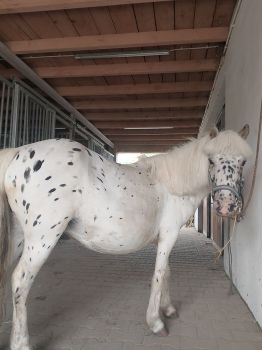 Na sprzedaż kucyk- klacz