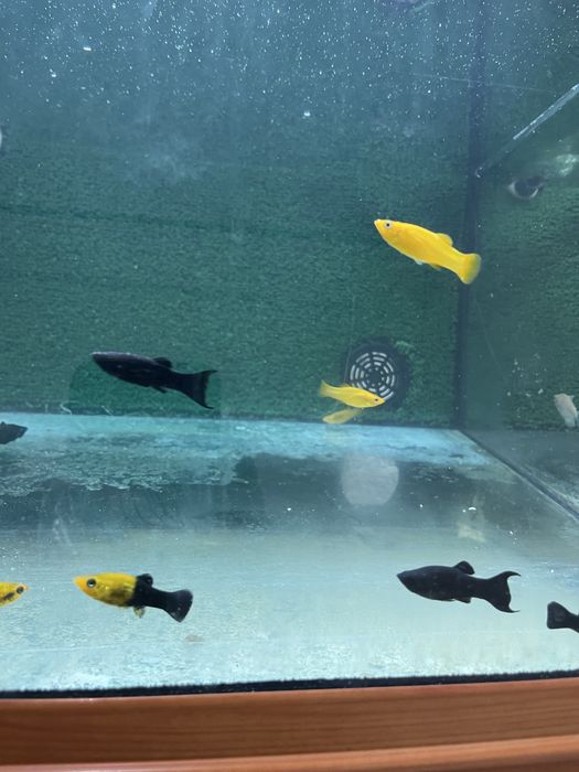 Mollys lyra e normais