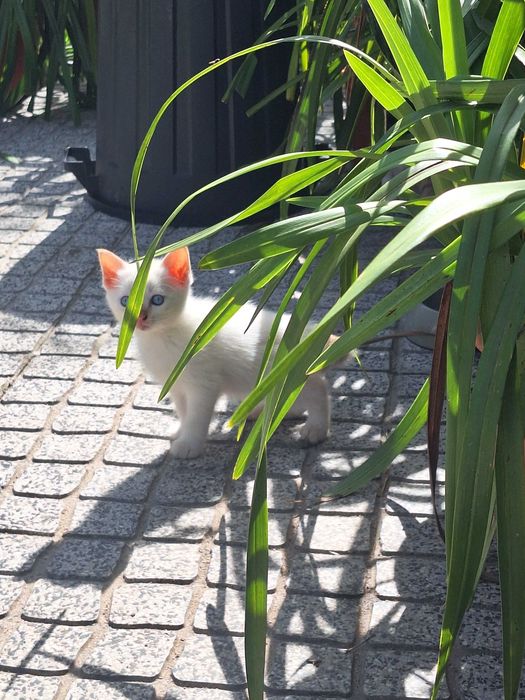 Gatinhos muito bonitos para adoção