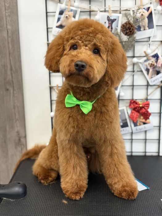 Той пудель (5,800)