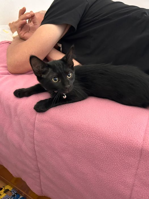 Dou gatinho bebe