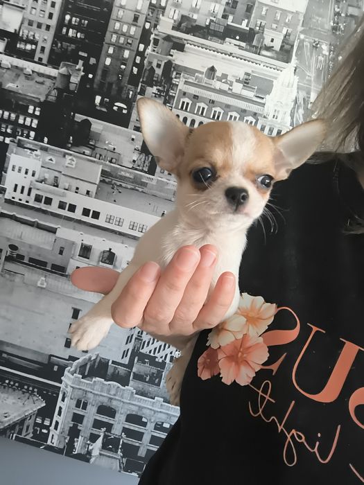 Chihuahua  Mini  Menino .Cabeça de maçã. Perfeito!