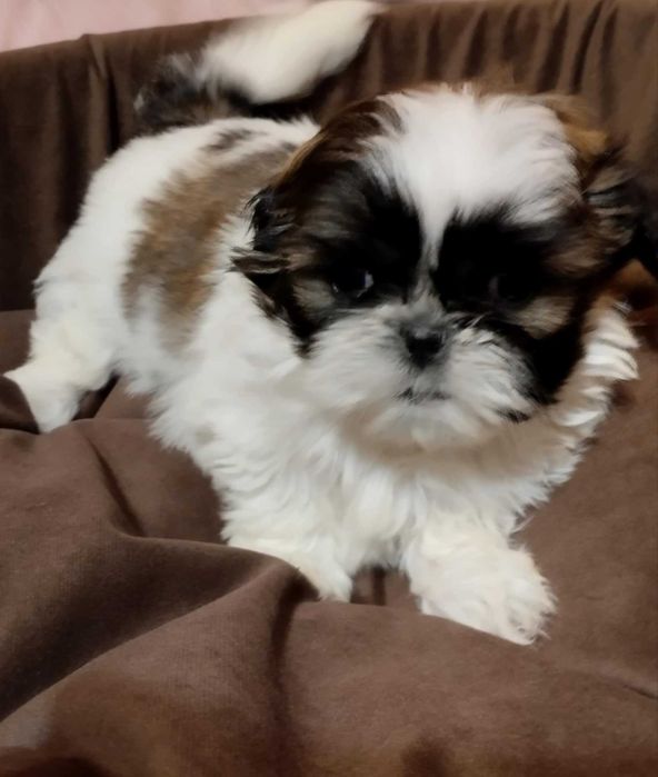 Shih tzu - szczeniak