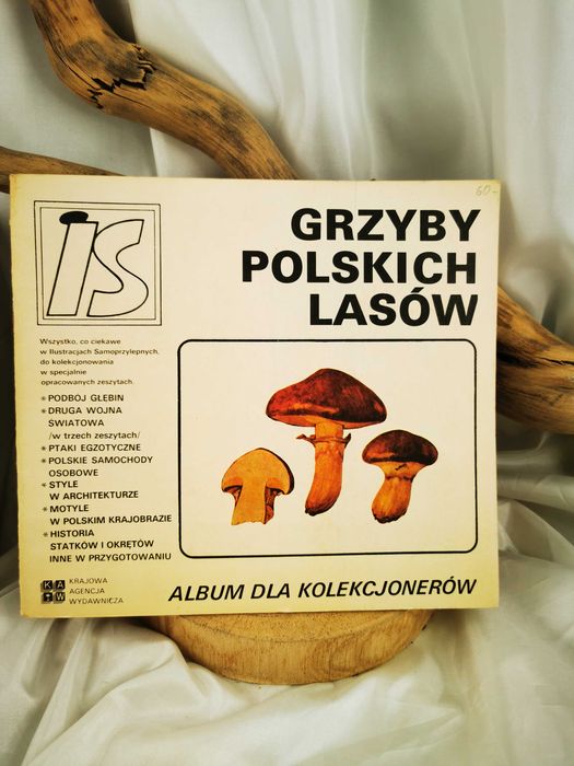 Grzyby polskich lasów
